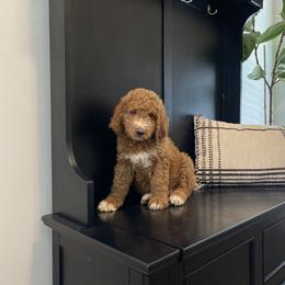 Bernedoodle, Boxer, Goldendoodle, Havapoo, and Poodle Puppies from Lady Paws Puppies