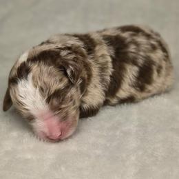 Boy 1 - Red merle male Aussiedoodle puppy in Alabama from SBA Aussies
