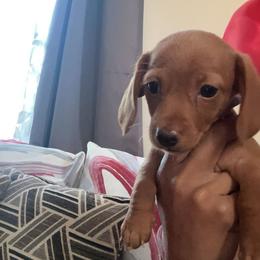 Dachshund Puppies from Jae’s Puppy House