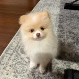 Cream Puff - Cream parti male Pomeranian puppy in Sparks, Nevada from Pawfect Poms