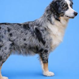 Blue - Miniature Australian Shepherd