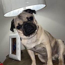 Tito - Pug