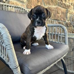 Purple - Brindle female Boxer puppy in Denver, Colorado from Yuni’s AKC Boxers