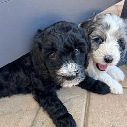 Fernie - female Australian Mountain Doodle puppy in Sherrills Ford, North Carolina from Magnolia Grove Farms
