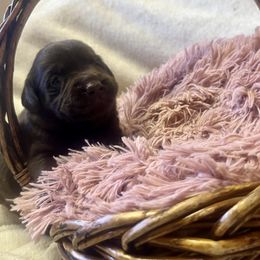Hazel - Chocolate female Labrador Retriever puppy in Sweet Home, Oregon from Knotty Creek Labradors