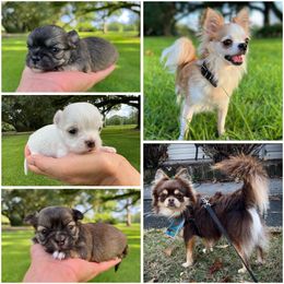 Chihuahua puppies from Marpop puppies