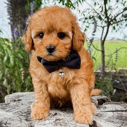 Ozzy - Red male Cavapoo puppy in San Antonio, Texas from Cariad Doodles