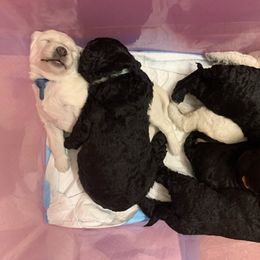 Goldendoodle Puppies from Luper Doodle LLC