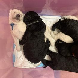 Goldendoodle Puppies from Luper Doodle LLC