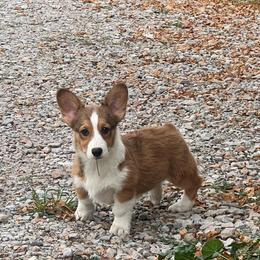 KM M5 - Sable male Pembroke Welsh Corgi puppy in Stockton, Iowa from Infinity Corgis
