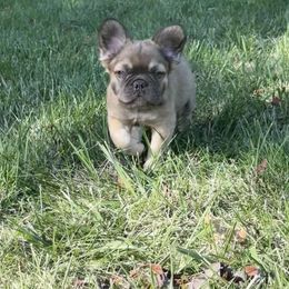 Zeke Full Fluffy - French Bulldog puppy from Christie's Frenchies