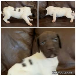 Boy 2 - White and liver male German Shorthaired Pointer puppy in Cleveland, Georgia from C&M Kennel