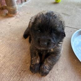Churro (Black Collar) - Reddish brown female Leonberger puppy in Manchester, Tennessee from Bois D’Arc Leonbergers