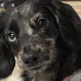 Dachshunds from Mini Doxie Mischief Makers