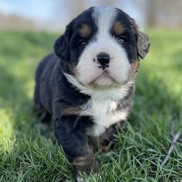 Bernese Mountain Dog Puppies from Corner Stone Bernese Mountain Dogs