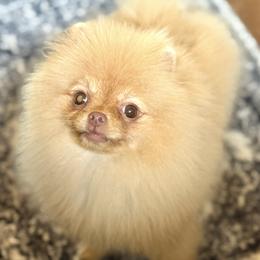 Heaven - Pomeranian