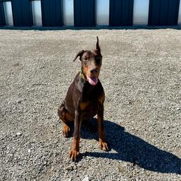Mazey - Red and rust female Doberman Pinscher puppy in Aplington, Iowa from Royal Dynasty Dobermann Kennel