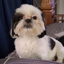Shih Tzus from Coleman Cuties