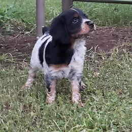 French Brittany Puppies from Dakota Point Kennel