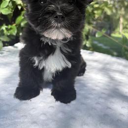 Ozzy - Black and tan male Yorkshire Terrier puppy in Bunnell, Florida from Royal Biewer and Royal Aussies