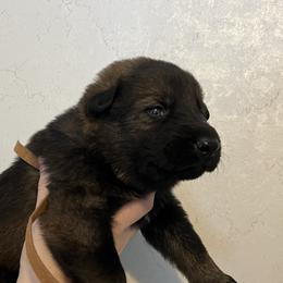 Romeo (brown collar) - Sable male German Shepherd puppy in Winterport, Maine from Vom Stevens Old Fashioned German Shepherds