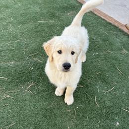 Golden Retriever Puppies from Amore Doro’ N Marshell Golden’s