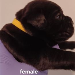 Girl 4 - Black female Cane Corso puppy in Pomona Park, Florida from Noble Guard Cane Corso