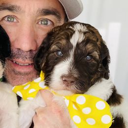 Goldendoodle Puppies from Thompson Creek Doodles