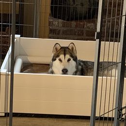 Alaskan Malamute Puppies from Sigma Alaskan Malamutes