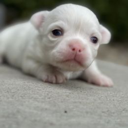 Cookies Boy - White male Chihuahua puppy in Westminster, Colorado from VanityPom’s