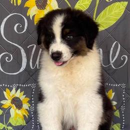 Australian Shepherd puppies from Small Time Ranch