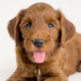Almond Joy - Red Australian Labradoodle puppy in Roseville, California from Darby Park Doodles