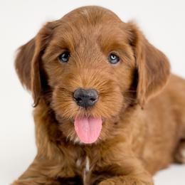 Almond Joy - Red Australian Labradoodle puppy in Roseville, California from Darby Park Doodles