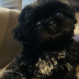 Jaggy - Black Shih Tzu puppy in Garland, Texas from Bibi’s Exclusive Shih Tzus