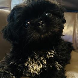 Jaggy - Black Shih Tzu puppy in Garland, Texas from Bibi’s Exclusive Shih Tzus