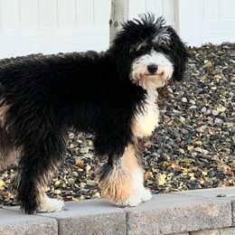 Bernedoodle and Goldendoodle All Grown Up from Rose canyon doodles