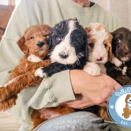 Goldendoodle Puppies from BellaDoodles