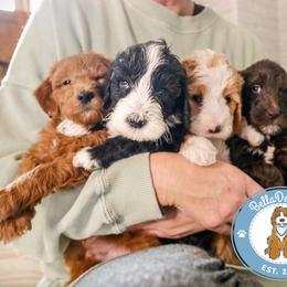 Goldendoodle Puppies from BellaDoodles