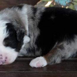 Jenny BMM Most White - Blue merle male Aussiedoodle puppy in Lawton, Oklahoma from Lindsey’s Aussies
