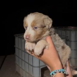 Jefferson - White and red merle male Border Collie puppy in Lakeport, California from Akins Aussies/Wild Rose Ranch