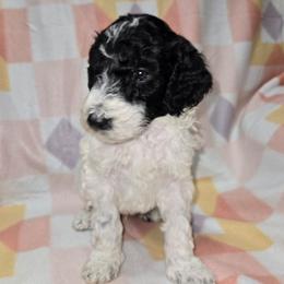 Boy 2 - Parti male Goldendoodle puppy in La Junta, Colorado from Double J’s Doodles