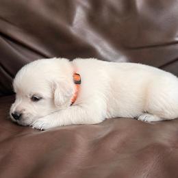 Male pick 5 - Light golden male Golden Retriever puppy in Waterford, Pennsylvania from Living on Faiths Golden Retrievers