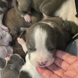 Lagoon - Blue male American Staffordshire Terrier puppy in Monroe, Georgia from Irresistibull Staffords