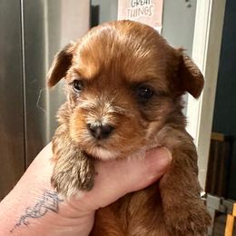 Ginger - Chocolate and tan female Yorkshire Terrier puppy in Winder, Georgia from Empire Yorkies