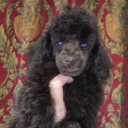 Cadbury - Brown male Poodle puppy in Coarsegold, California from Love Chocolate Poodles
