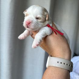 Red collar - Cream female Havanese puppy in Silverton, Oregon from PNW Havanese