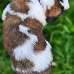 Saint Bernard Puppies from Eagle Mountain Saints