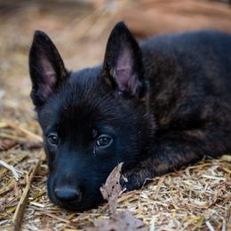 Dutch Shepherd Puppies from Faberge Hollandse Herdershond