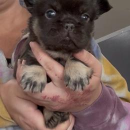 Boy 1 - Chocolate and tan male Pomeranian puppy in El Sobrante, California from Little Lovers Kennels, LLC