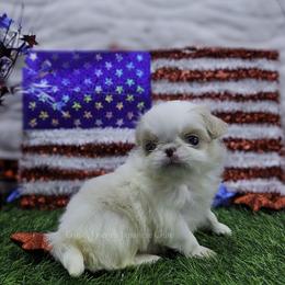 Rico - Lemon and white male Japanese Chin puppy in Johnson City, Tennessee from Erin & Friends Japanese Chin